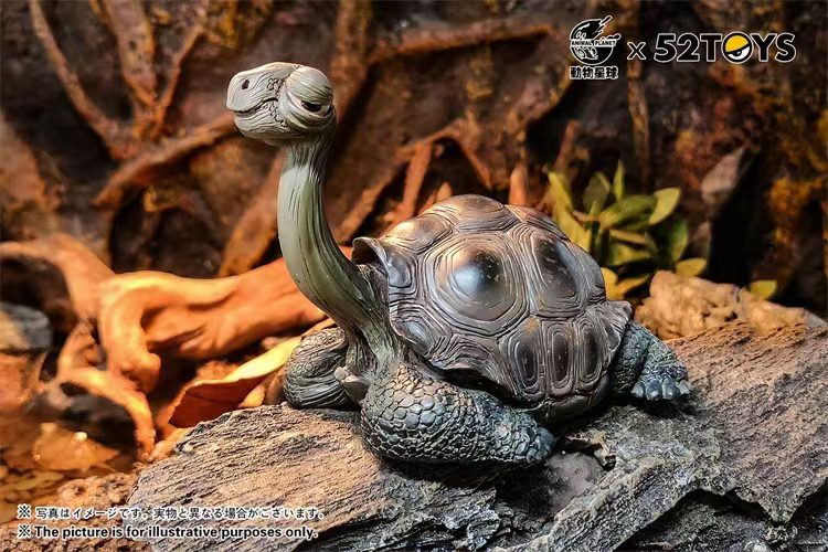 Galapagos Giant Tortoise