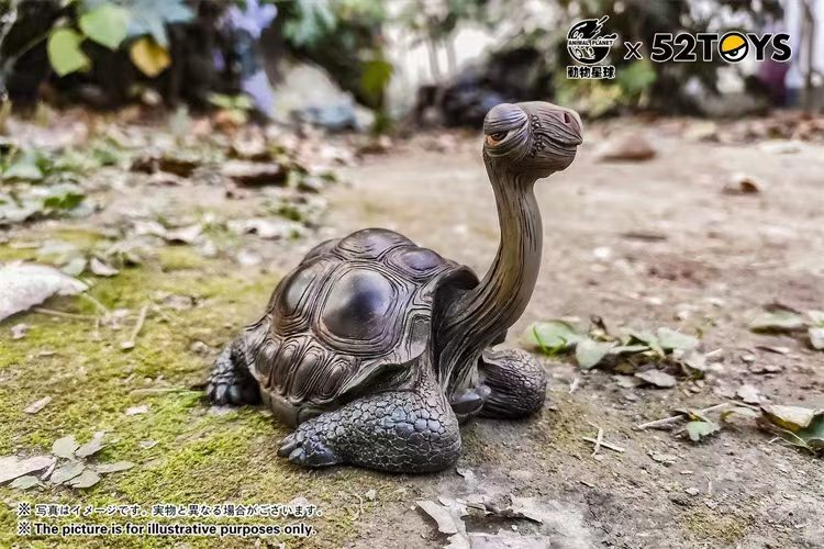 Galapagos Giant Tortoise