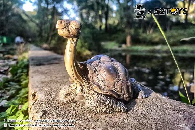 Galapagos Giant Tortoise