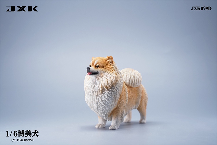 Pomeranian 1/6