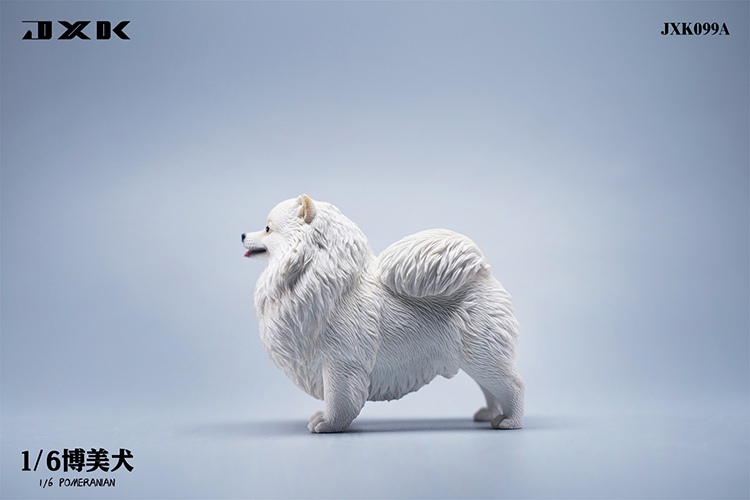 Pomeranian 1/6