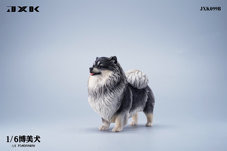 Pomeranian 1/6