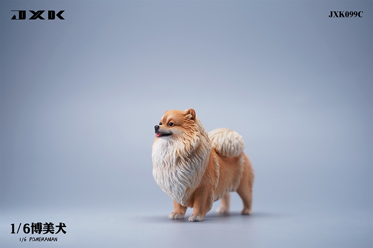 Pomeranian 1/6