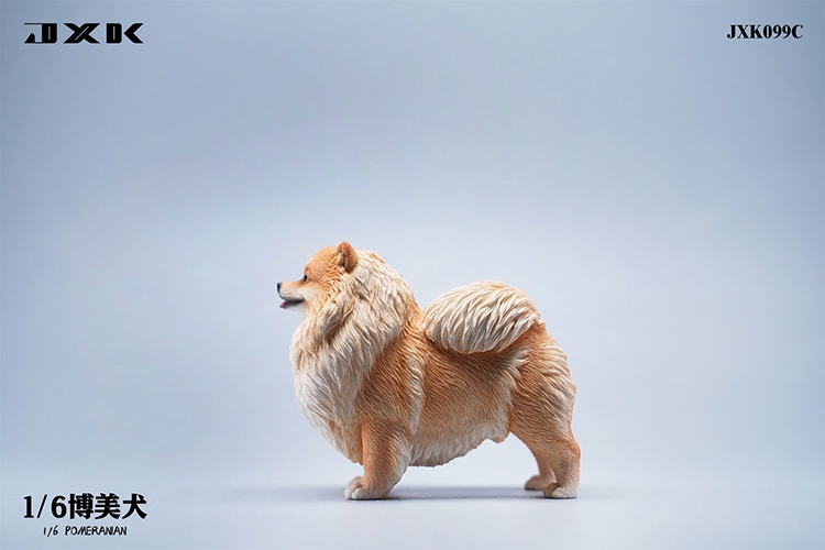 Pomeranian 1/6