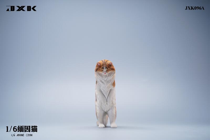 Maine Coon Cat 1/6