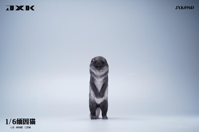 Maine Coon Cat 1/6