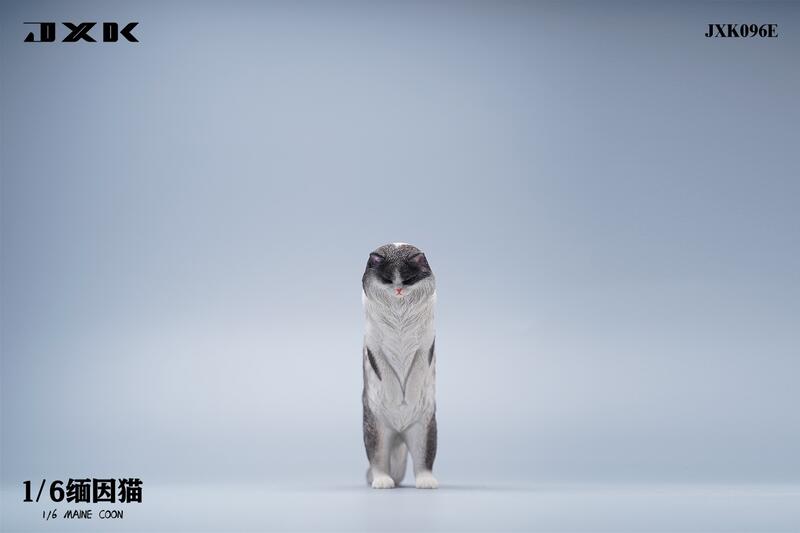 Maine Coon Cat 1/6