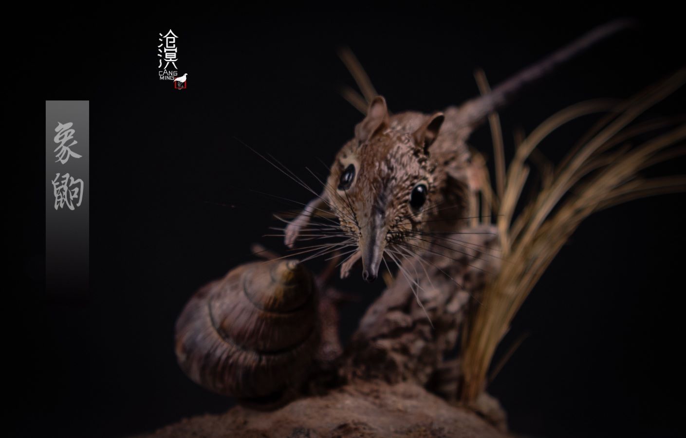 BBC documentary The Hidden Kingdom Realistic Statue of Elephant Shrew