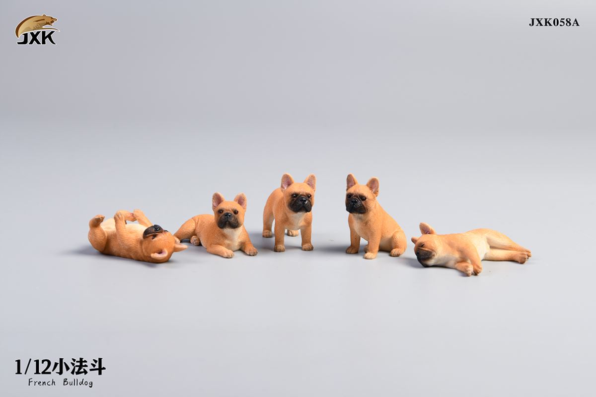 Miniature French bulldog 1/12