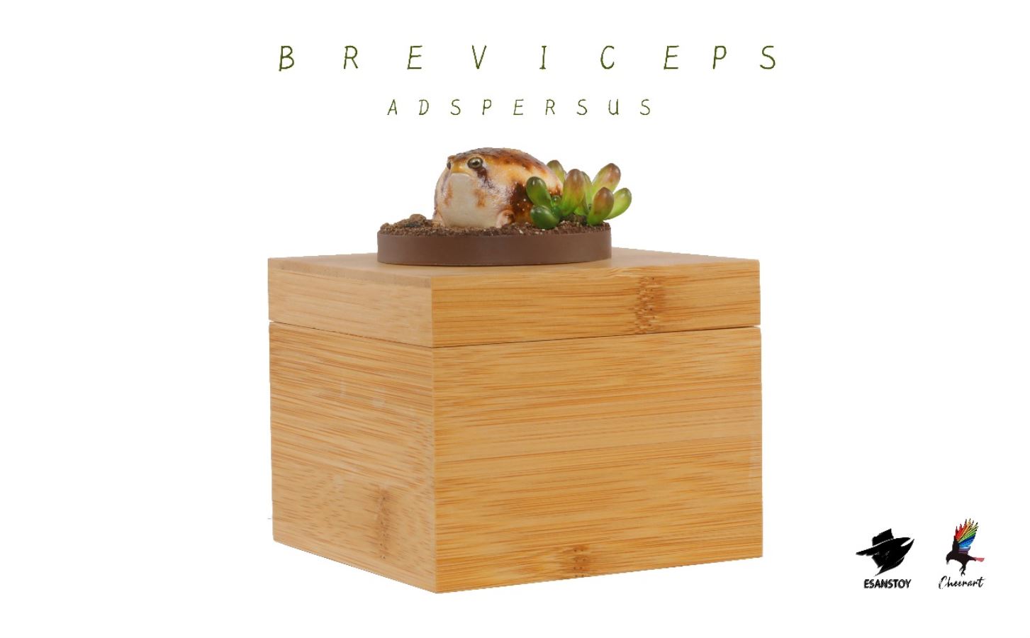 Rainforest Exploring the third round-short-headed frog with wart