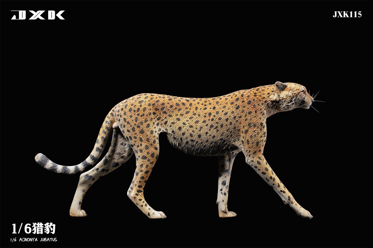 Acinonyx Jubatus/King Cheetha 1/6
