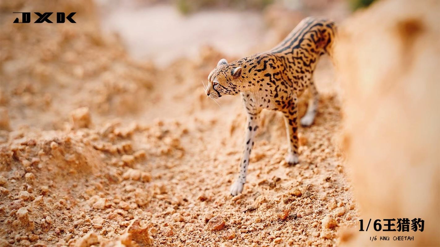 Acinonyx Jubatus/King Cheetha 1/6