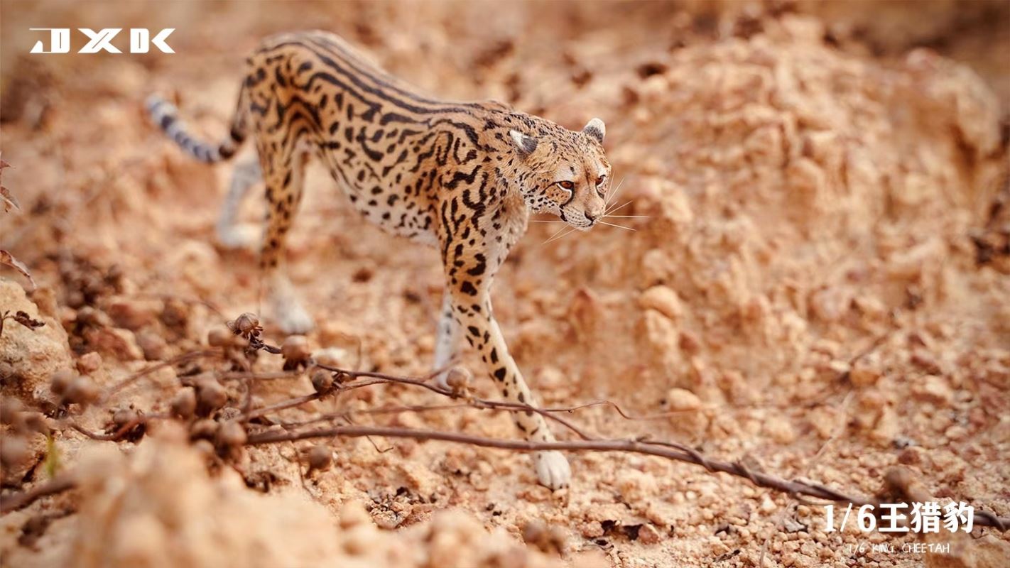 Acinonyx Jubatus/King Cheetha 1/6