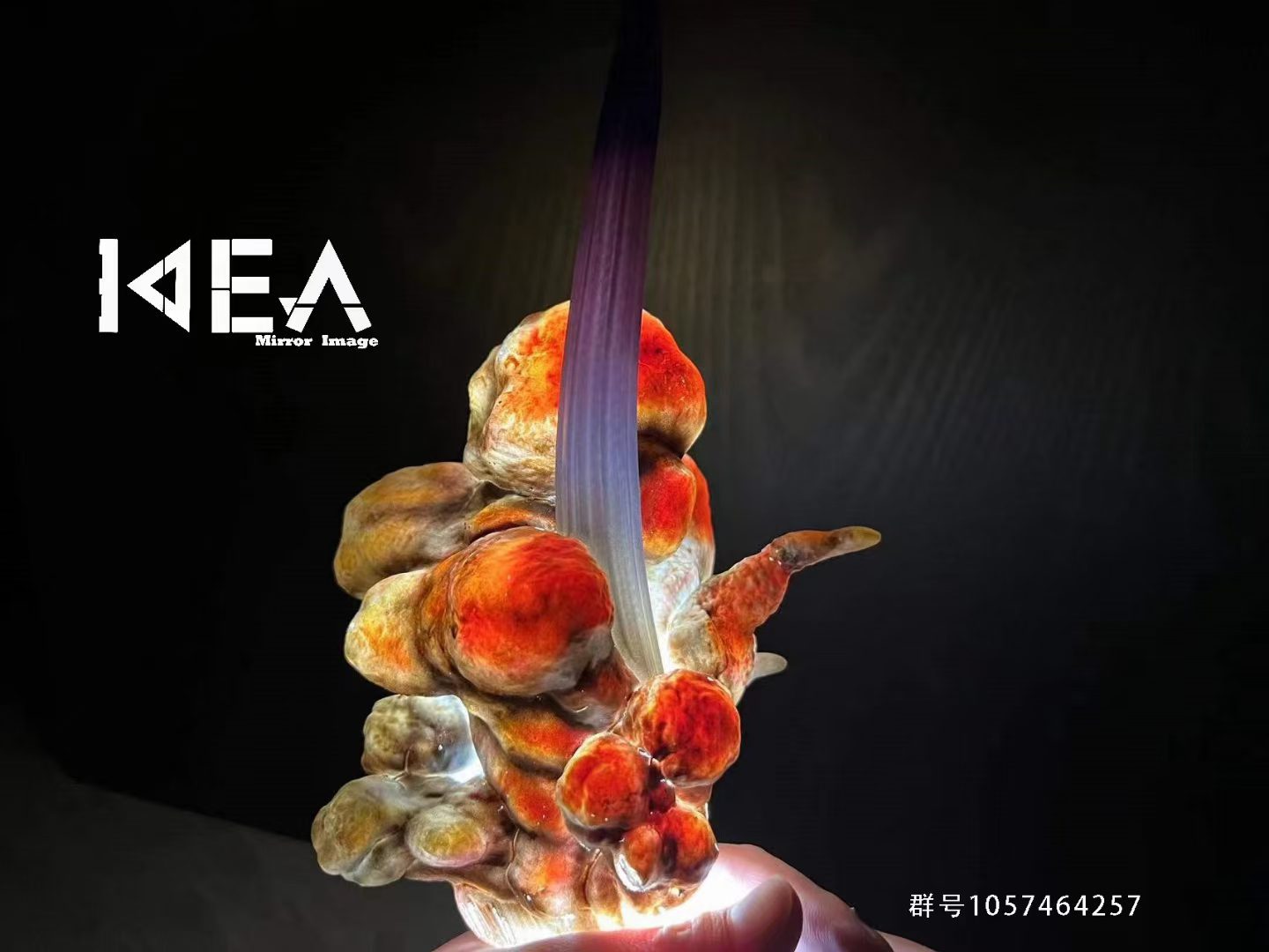 Donquixote Doflamingo