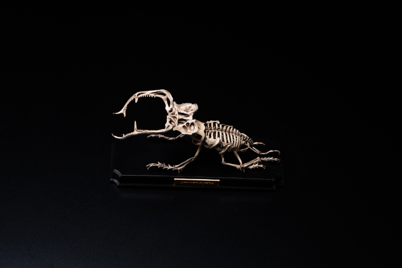 Endoskeleton Specimen Museum