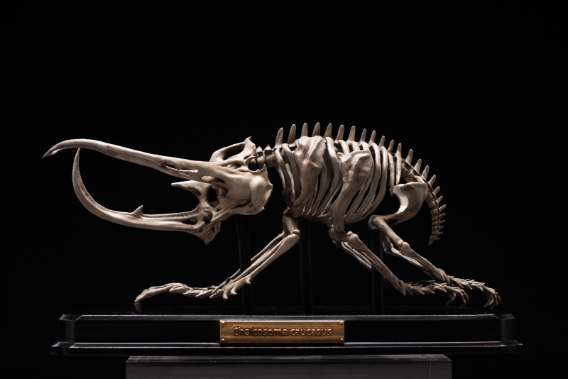 Endoskeleton Specimen Museum