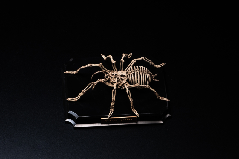 Endoskeleton Specimen Museum
