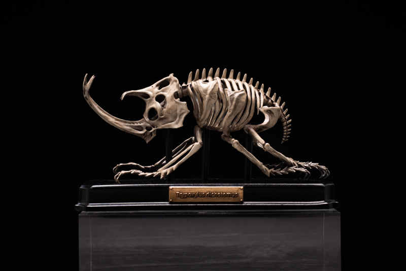 Endoskeleton Specimen Museum