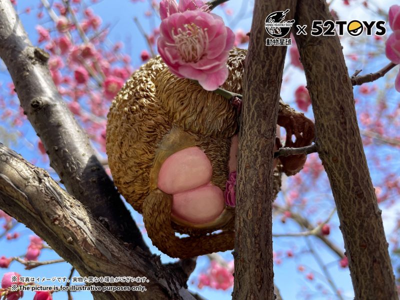 Dolphin-tailed Baboon