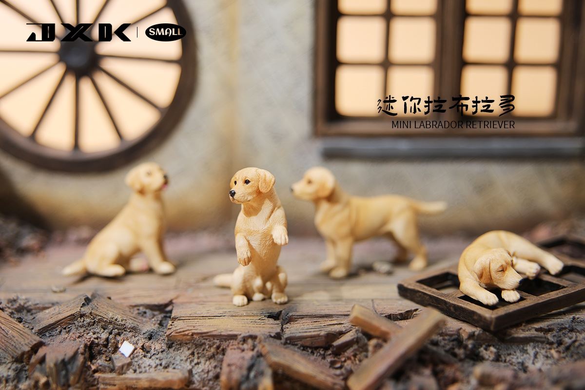Mini Shiba Inu / Labrador