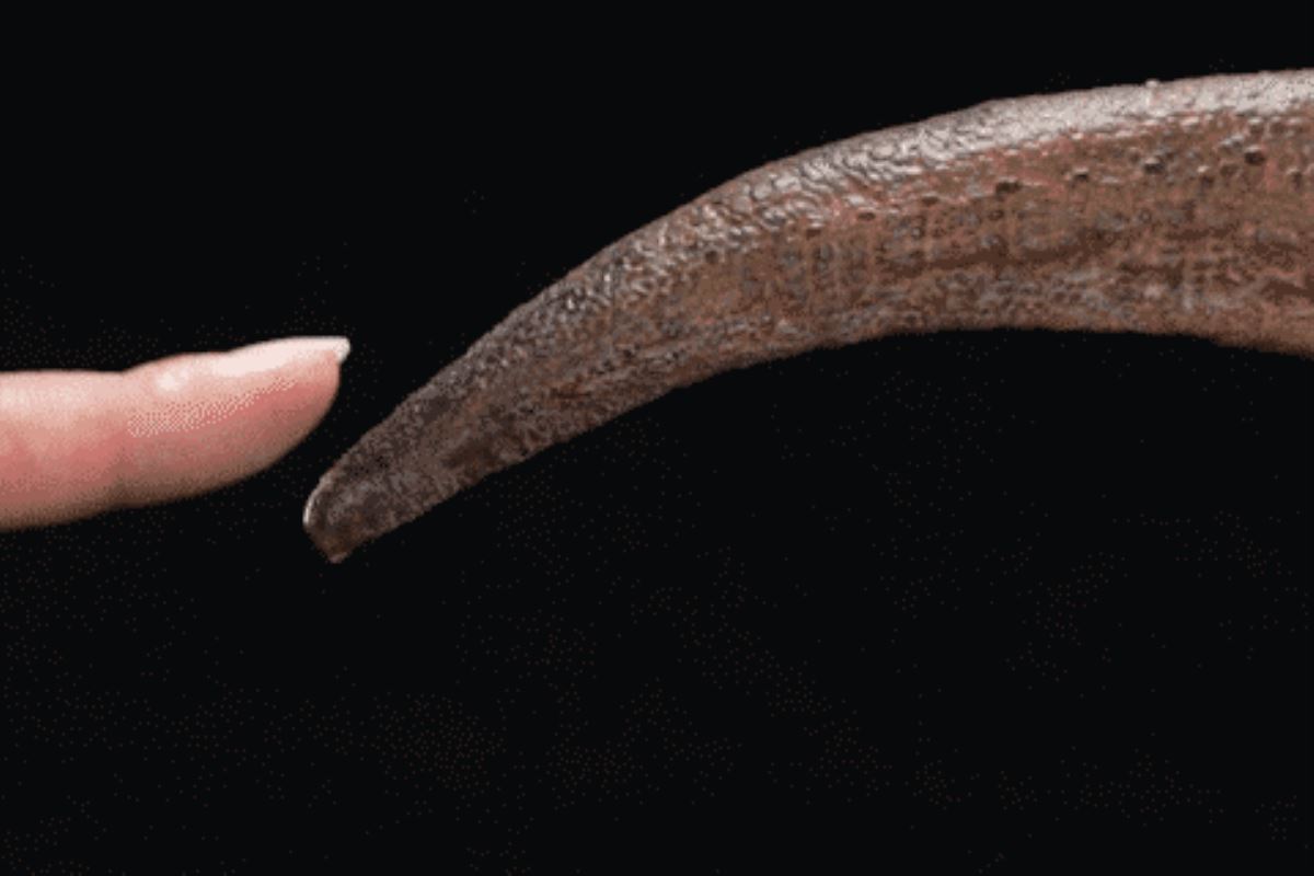 Tyrannosaurus Rex 1/15