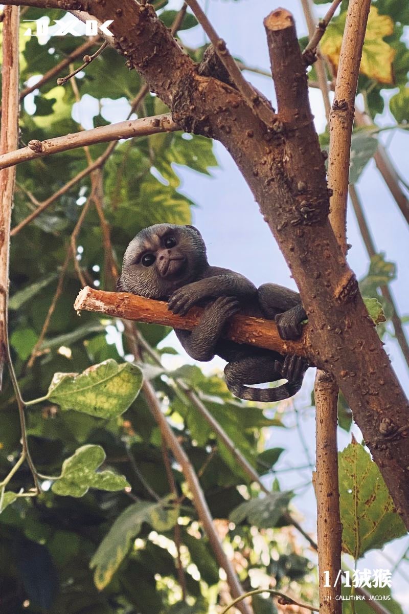 Marmoset (JXK155) 1/1