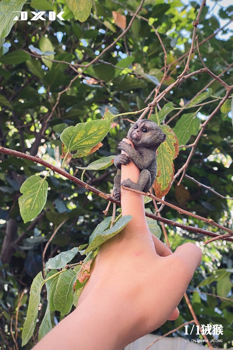 Marmoset (JXK155) 1/1