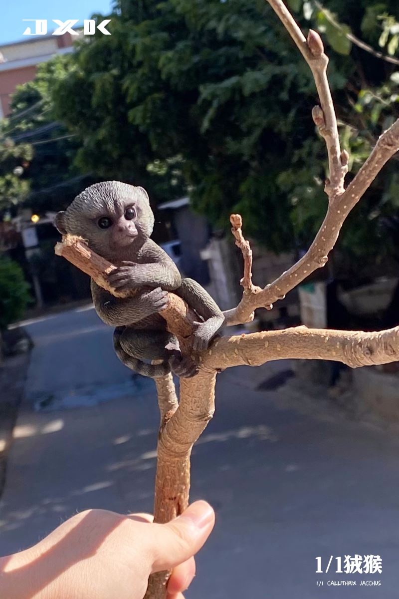 Marmoset (JXK155) 1/1