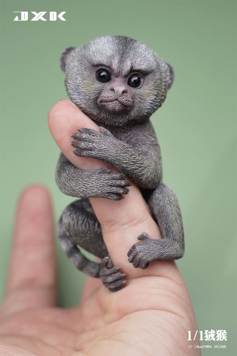 Marmoset (JXK155) 1/1