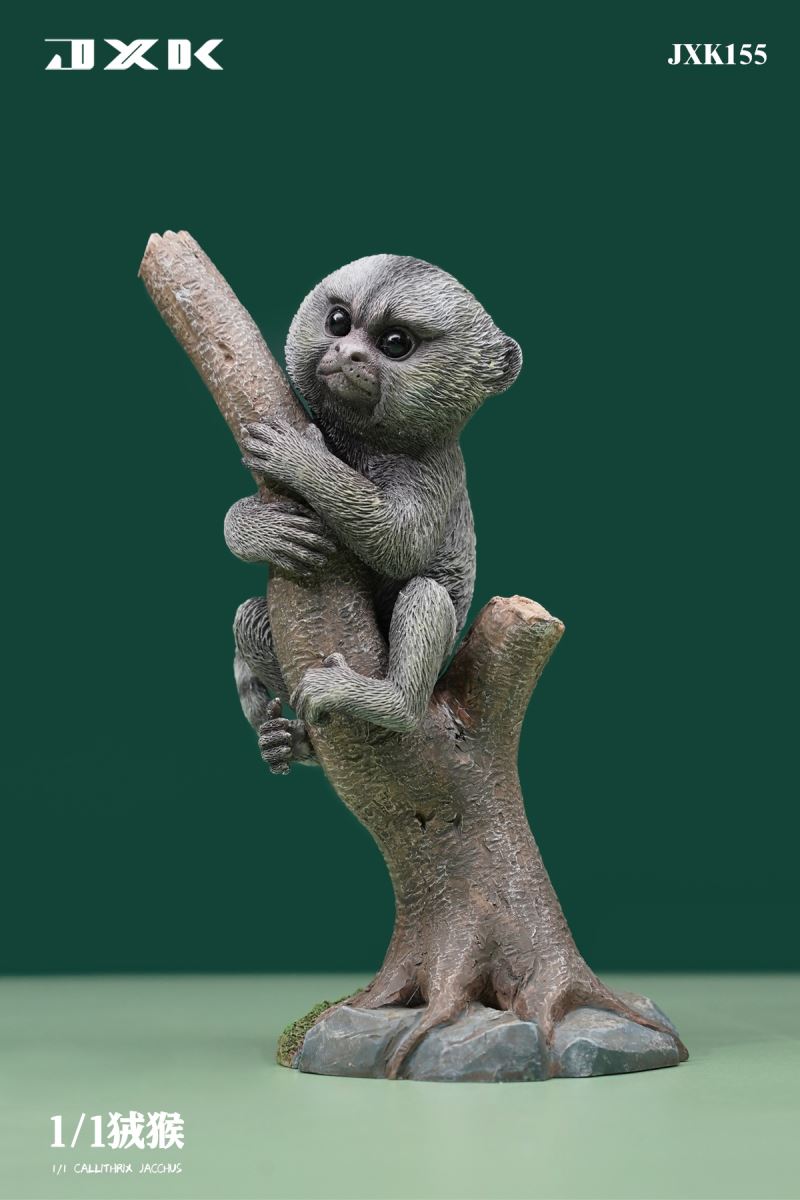 Marmoset (JXK155) 1/1