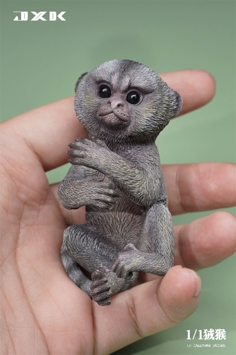 Marmoset (JXK155) 1/1