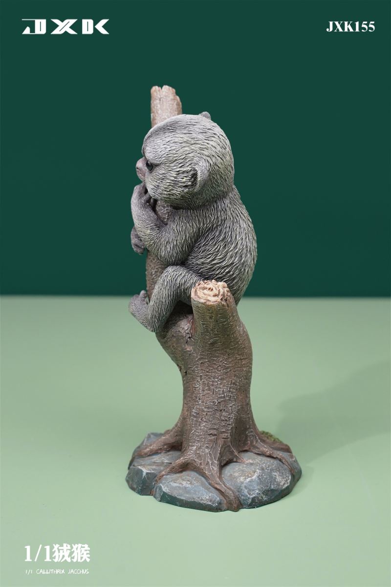 Marmoset (JXK155) 1/1