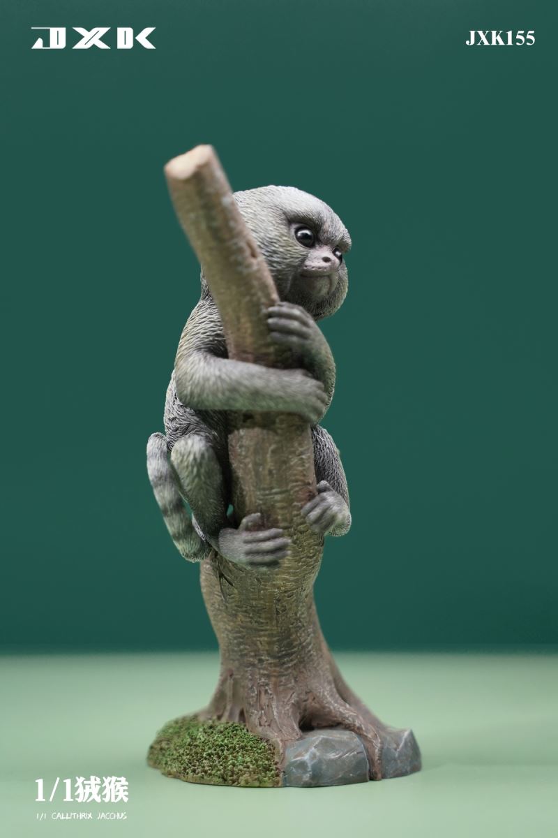 Marmoset (JXK155) 1/1