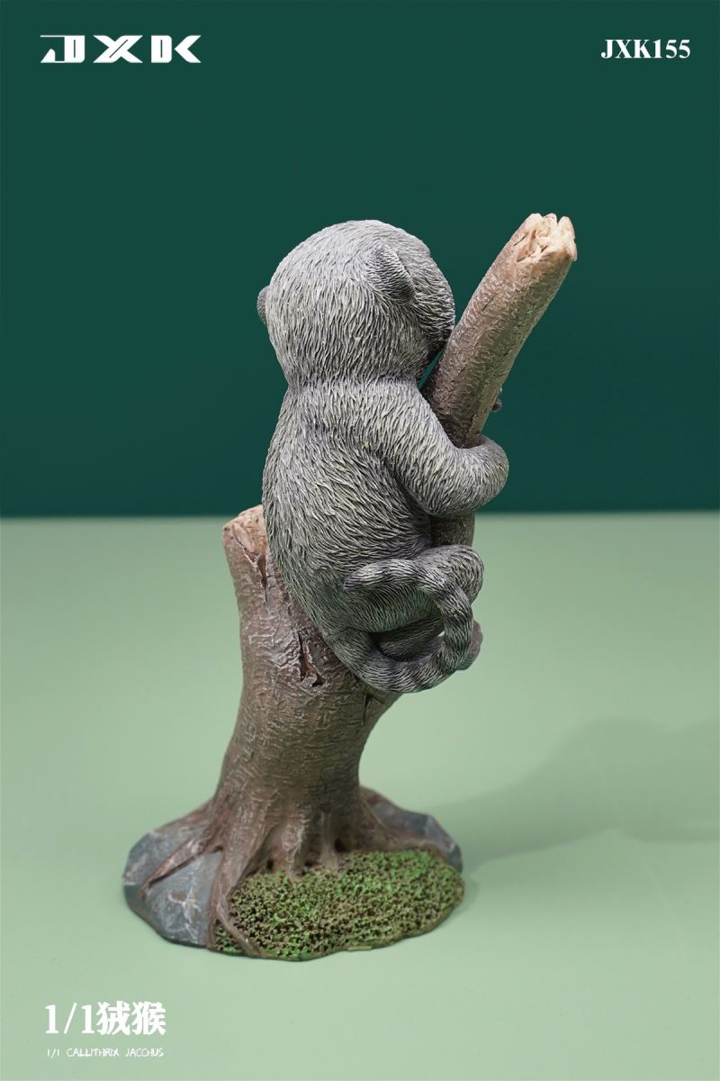 Marmoset (JXK155) 1/1