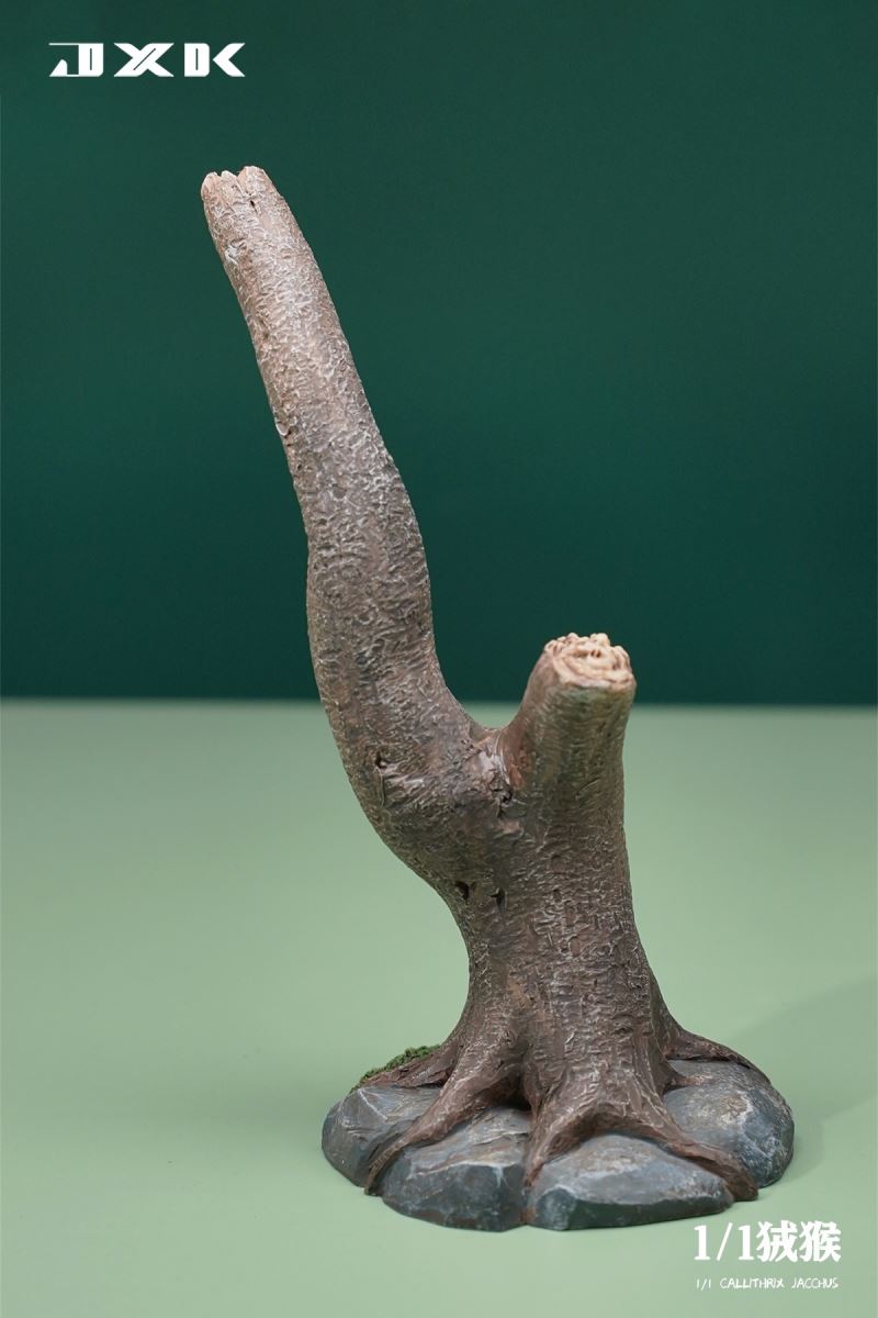 Marmoset (JXK155) 1/1