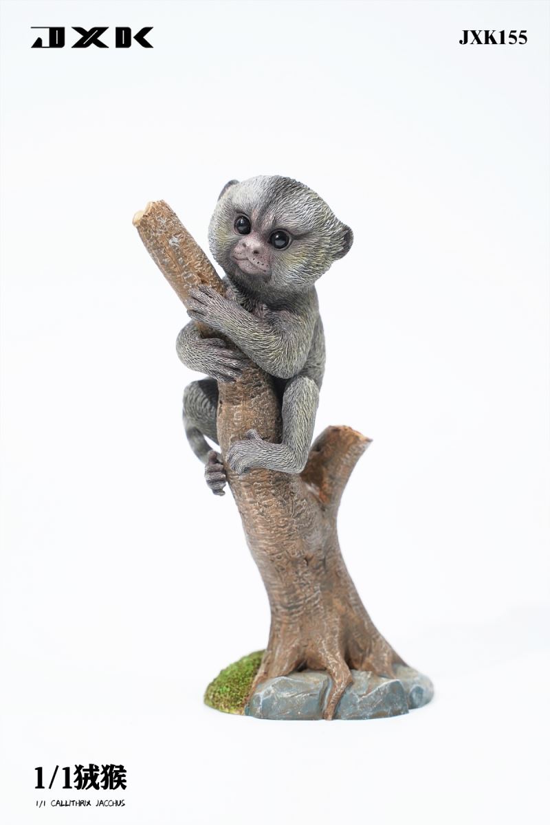 Marmoset (JXK155) 1/1