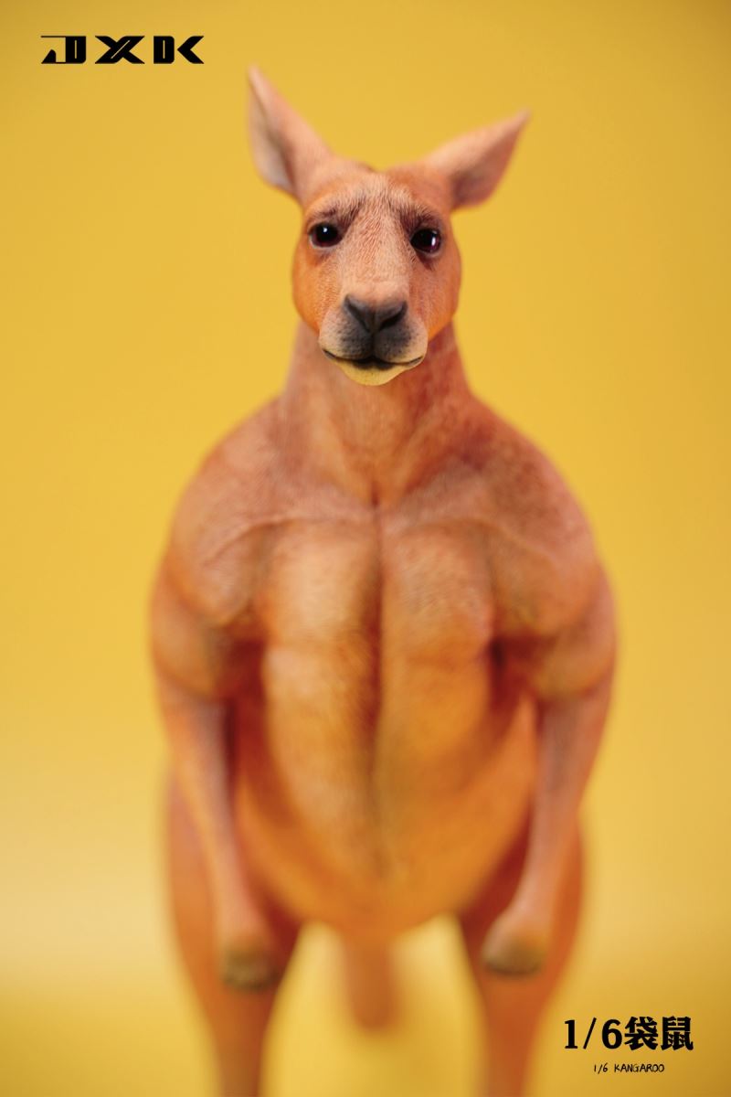 Kangaroo 1/6