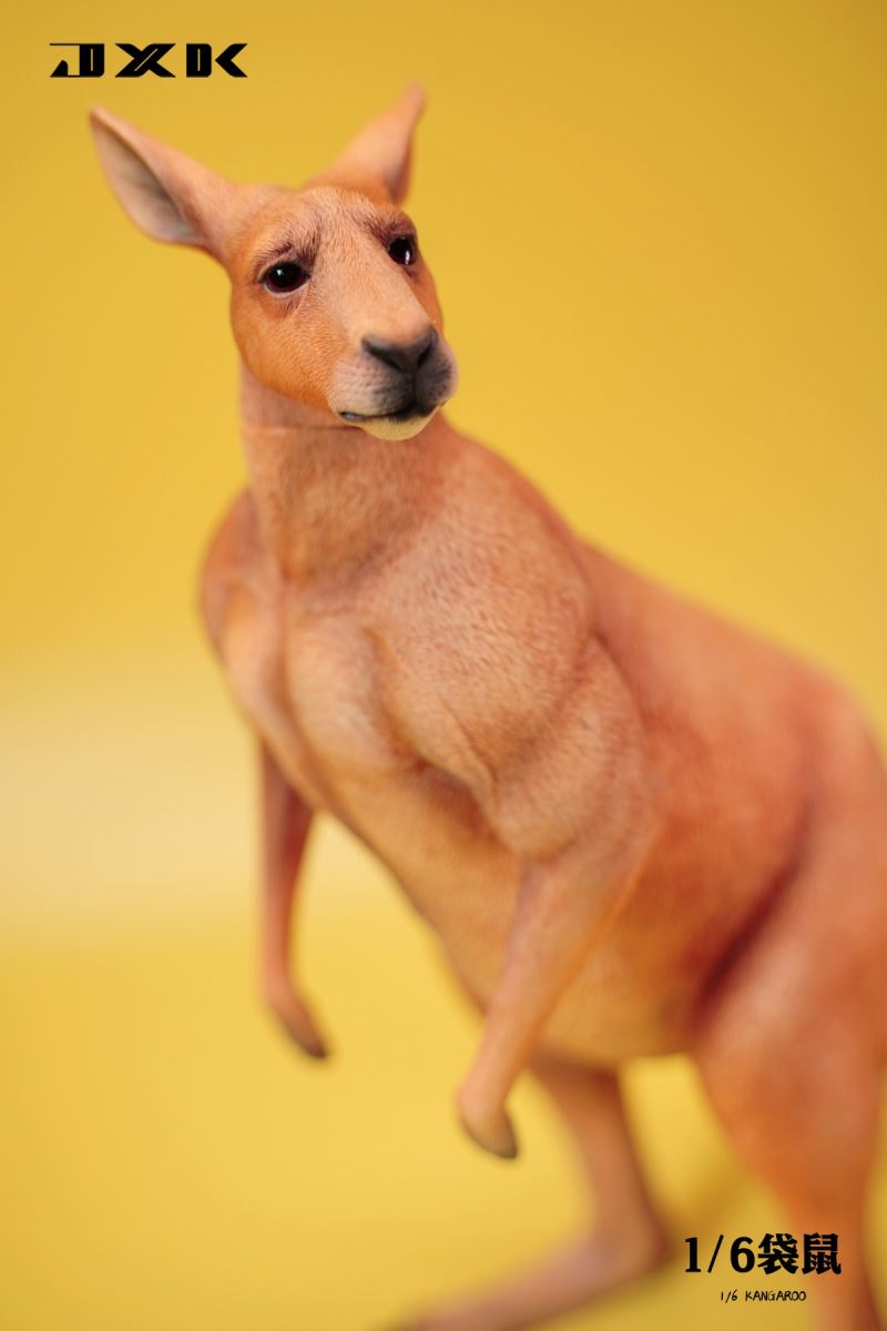 Kangaroo 1/6