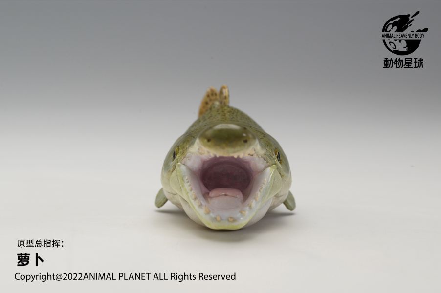 Atractosteus spatula