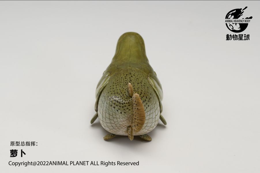 Atractosteus spatula