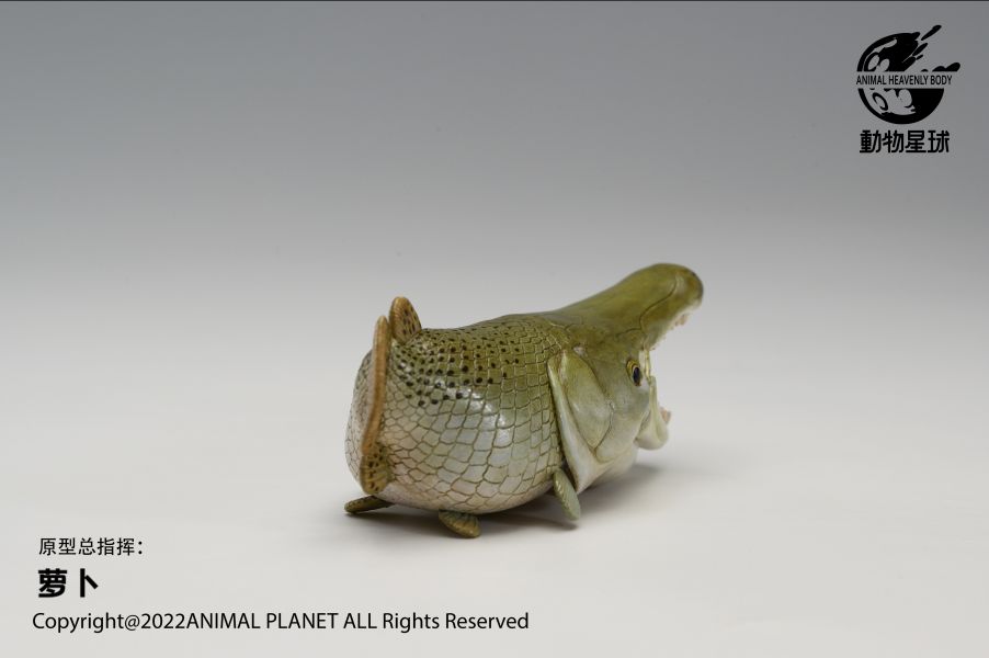 Atractosteus spatula