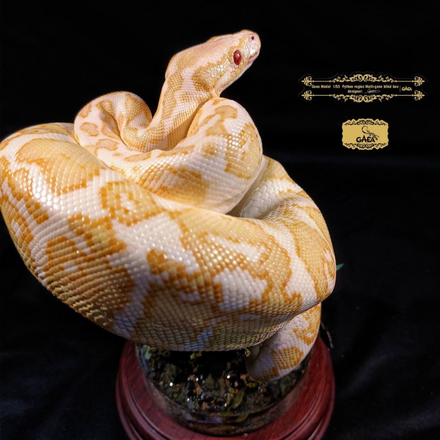 Ball python
