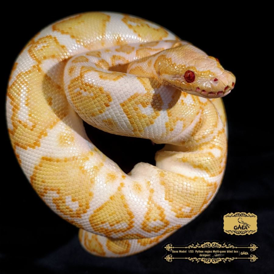 Ball python