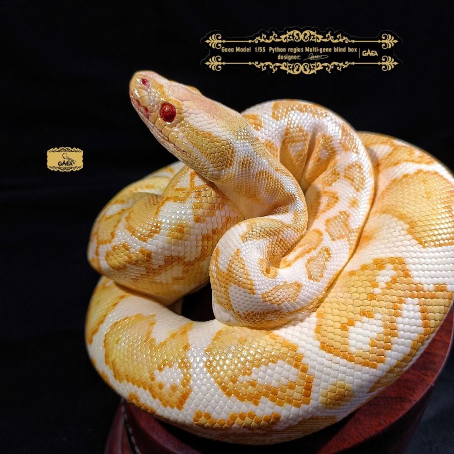 Ball python