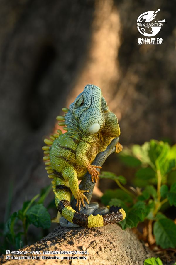 Green Iguana