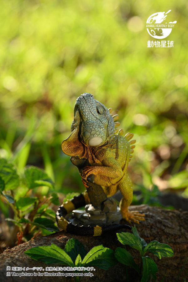 Green Iguana