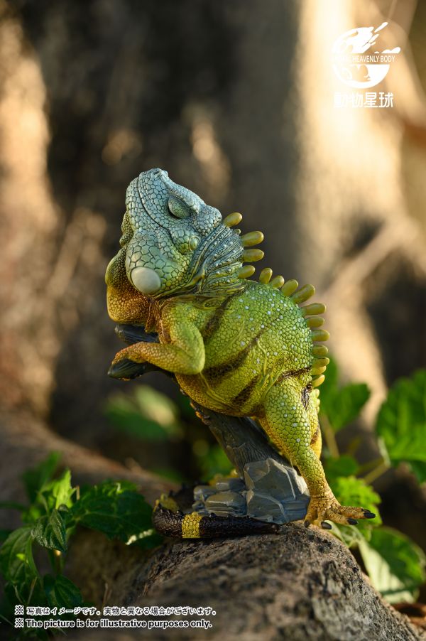Green Iguana