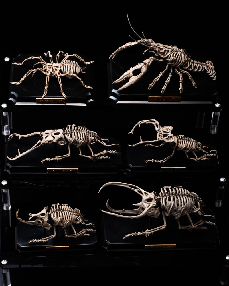 Endoskeleton Specimen Museum