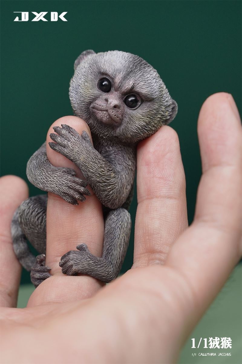 Marmoset (JXK155) 1/1