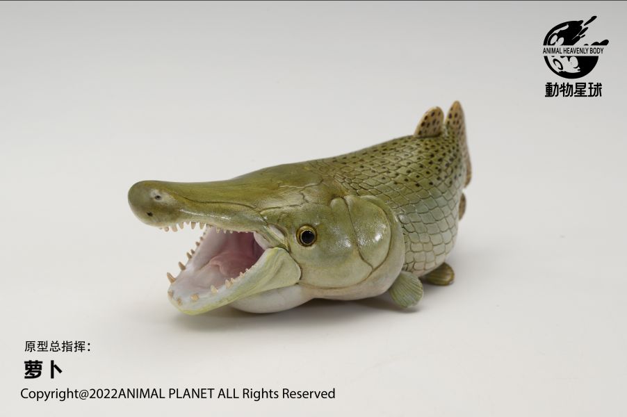 Atractosteus spatula